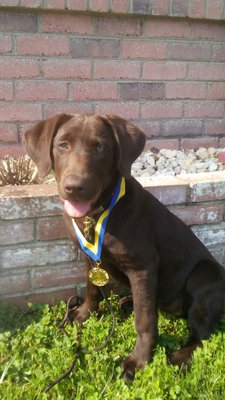 Nestle with her first akc ribbon!!