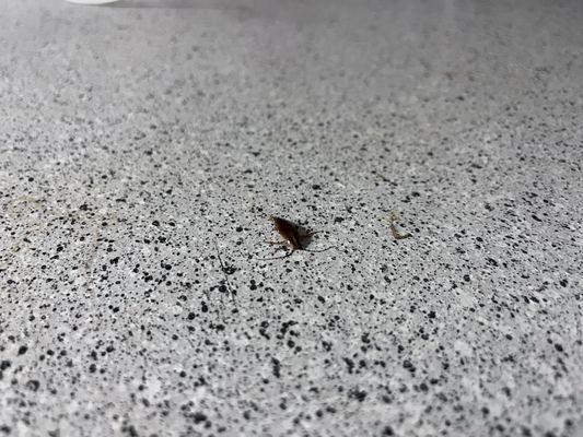 Roach infestation