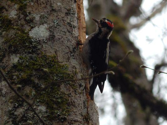 Small woodpecker at work for food in/on a tree.