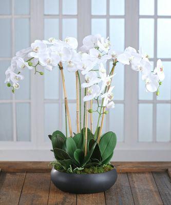 Order your orchid and have delivered.....a perfect gift. https://keylargoflorist.com/plants/orchids-tropical-plants.html