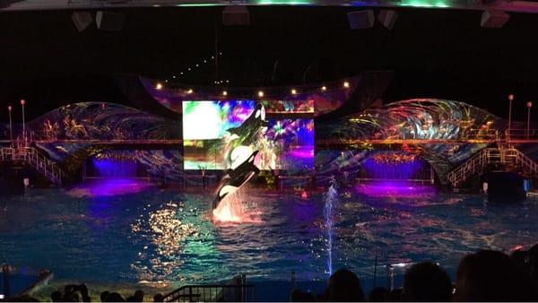 Shamu's Christmas Miracles