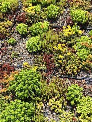 Green roof - visitor's center for the Ohiopyle State Park