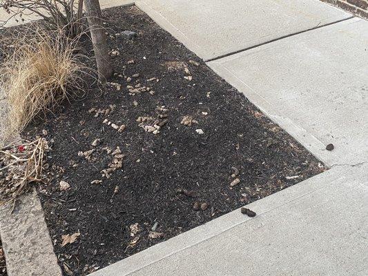 Grounds covered in dog poop