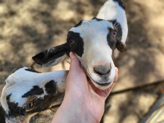 Jollity Farm Goat Dairy