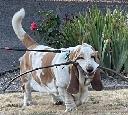 Freddy and his stick