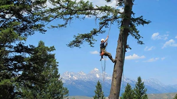 Arbor Works, Jackson Hole Tree Service