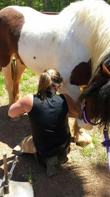 Katie working on Sissy, a Gypsy Percheron Cross Mare