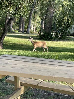 The deer come right up to your campsite