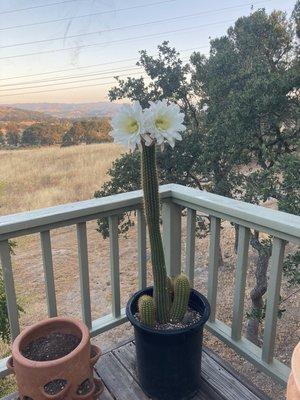 The gorgeous view from my ranch style spa balcony