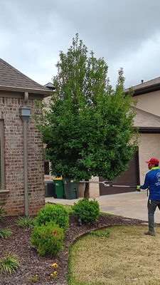 Tree Trimming