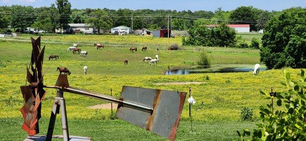 Echo Valley Arabians offers horseback riding lessons and summer camps for young horse lovers aged 6 to 17!