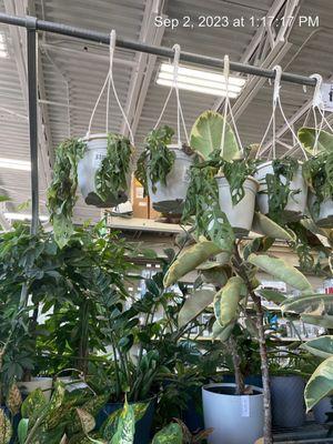 Entire section of dying uncared for plants