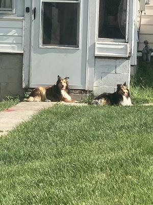 King and Queen who I had the privilege of taking care of for a weekend.