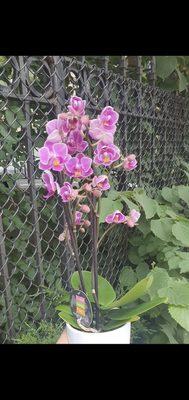 Beautiful orchid with small flowers. Stunning, and they were very helpful.