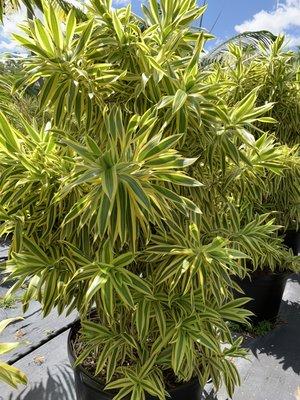 Song of India (Dracaena Reflexa "Variegata")