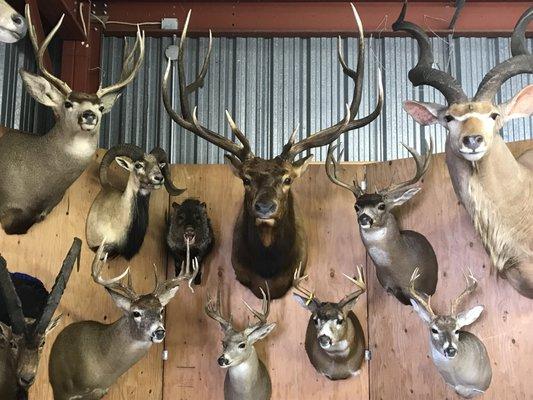 Taxidermy work on display at the 2018 Graham County Fair.