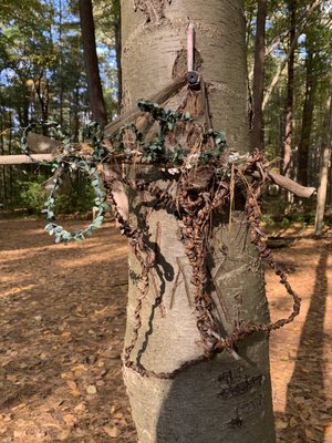 A mysterious object in the trees at Prosser Pines.