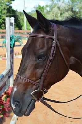 Simplicity Stables