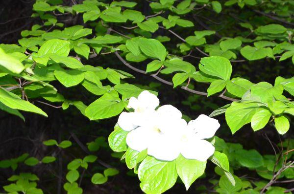 Springtime Dogwoods