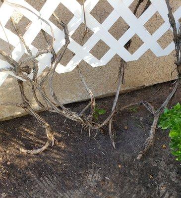 More weed wacking on my vine.