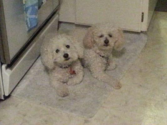 2 Bichons