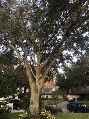 Beaver Tree Service and Stump Grinding