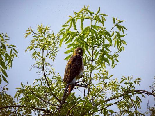 Red-tailed Hawk hanging out by the reservoir