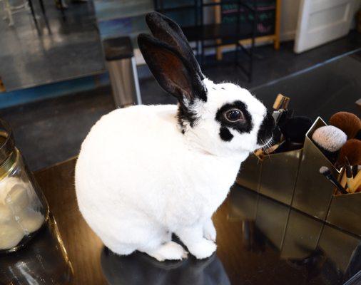 This is our rescue bunny, Blossom.  She helps us promote cruelty free products and is available to pet on most days.