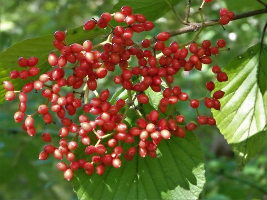 Elderberry