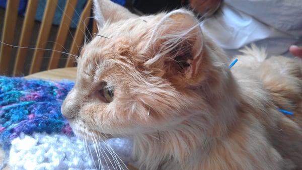 Performing acupuncture on a sweet cat.