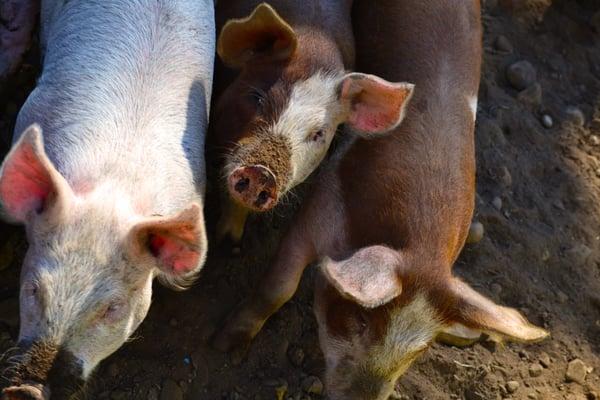 Feliz Farm raises heritage breed pigs that are free of hormones and antibiotics. Pork shares available via Seattle Tilth's CSA.