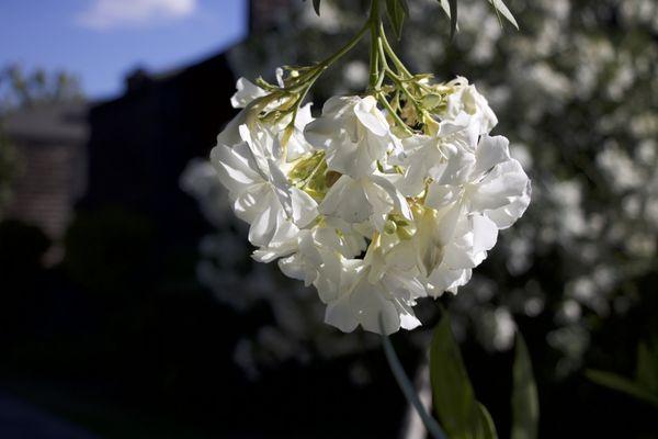 More beautiful flowers