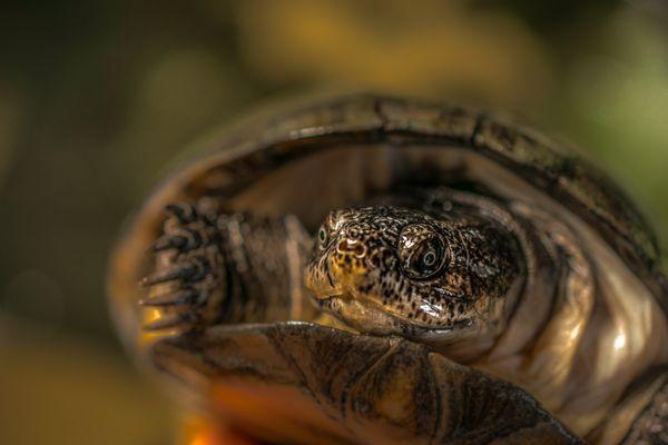 Mud Turtle