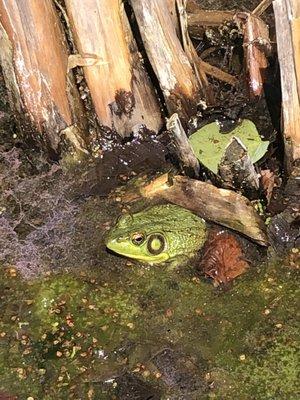 Frog in a pond in the gardens