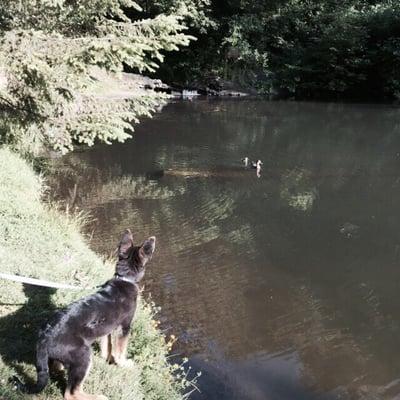 Milo watching the ducks!