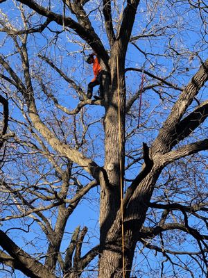 Pruning several Bur Oak Trees in Excelsior, MN.