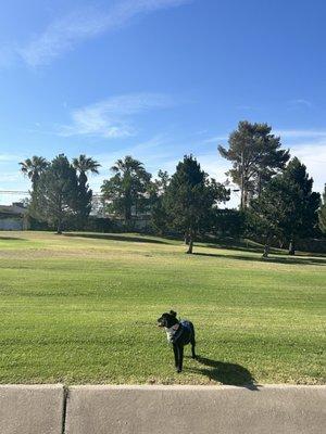 Dog in park