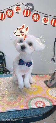 Happydoggrooming