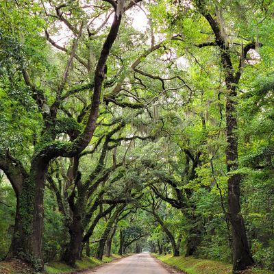 Edisto Island Entrance
photo by Jayne Rugg