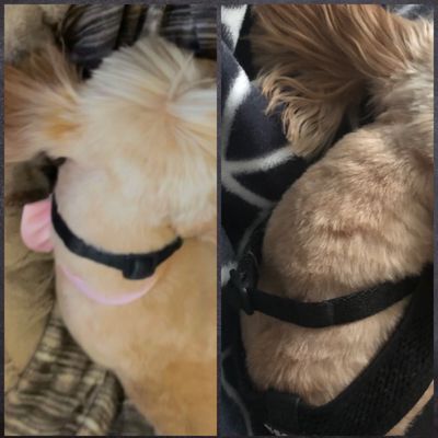 Picture on the left is right after grooming. Picture on the right is after she got an anti inflammatory shot.