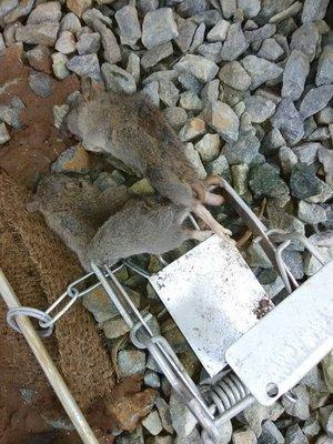 2 Rats caught in 1 trap.