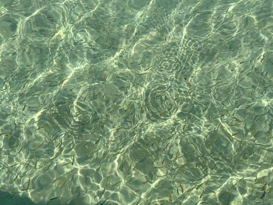 Clear water and fishes