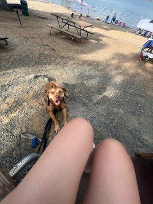 Benito being a good boy surrounded by dogs, humans, bikes, etc