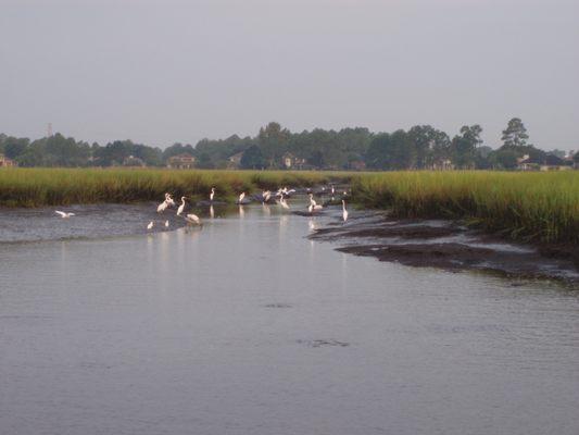 Beautiful scenery is abundant on Jacksonville's inter-coastal marshes