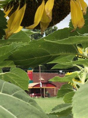 Looking through the sunflowers.