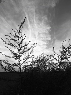 Black/white abstract photo from Hale reservation.