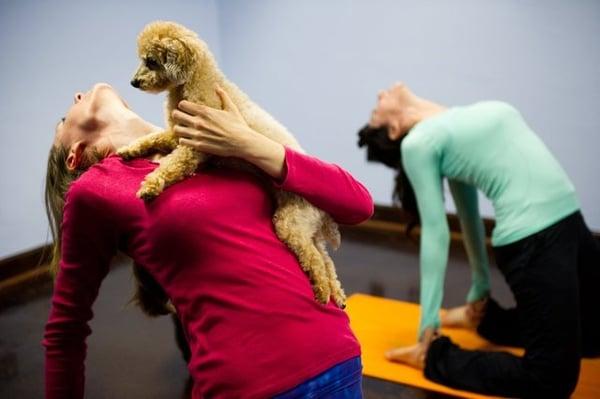 Doga (yoga with your dog) sessions available by appointment.