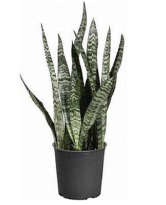 Snake Plant