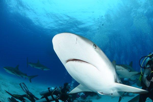 Bahamas Shark Dive