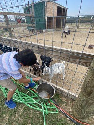 Feeding goats